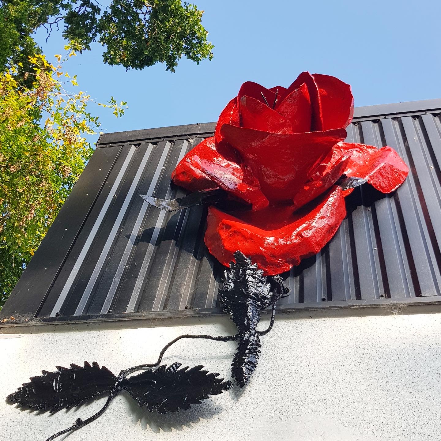 ✨?The Red Biba Rose Shines Again!?✨